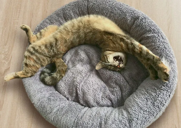 My Cat Witha Yawning After Sleeping In The Sun Without Her Spine :d