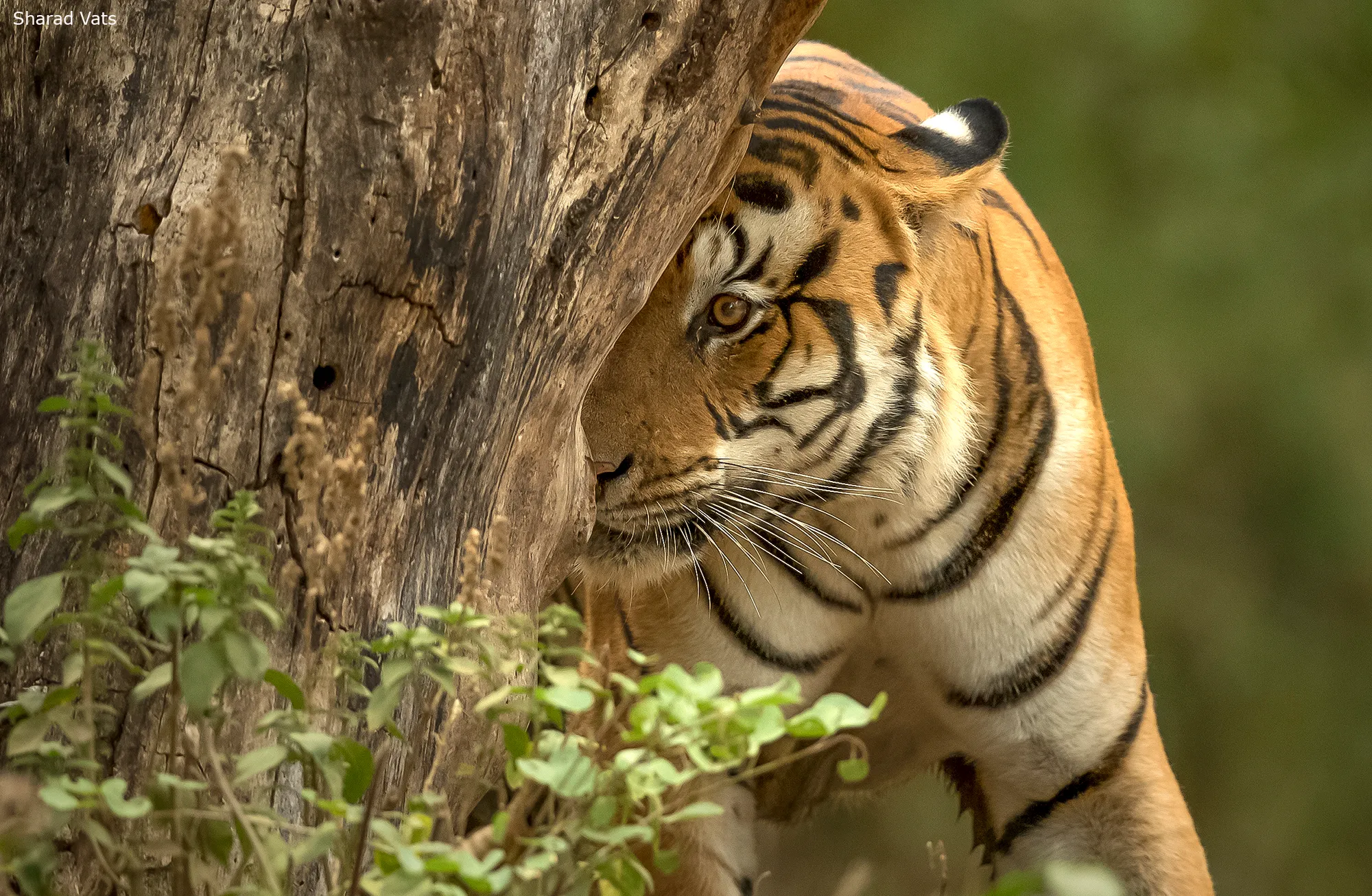 Eye Of A Tiger