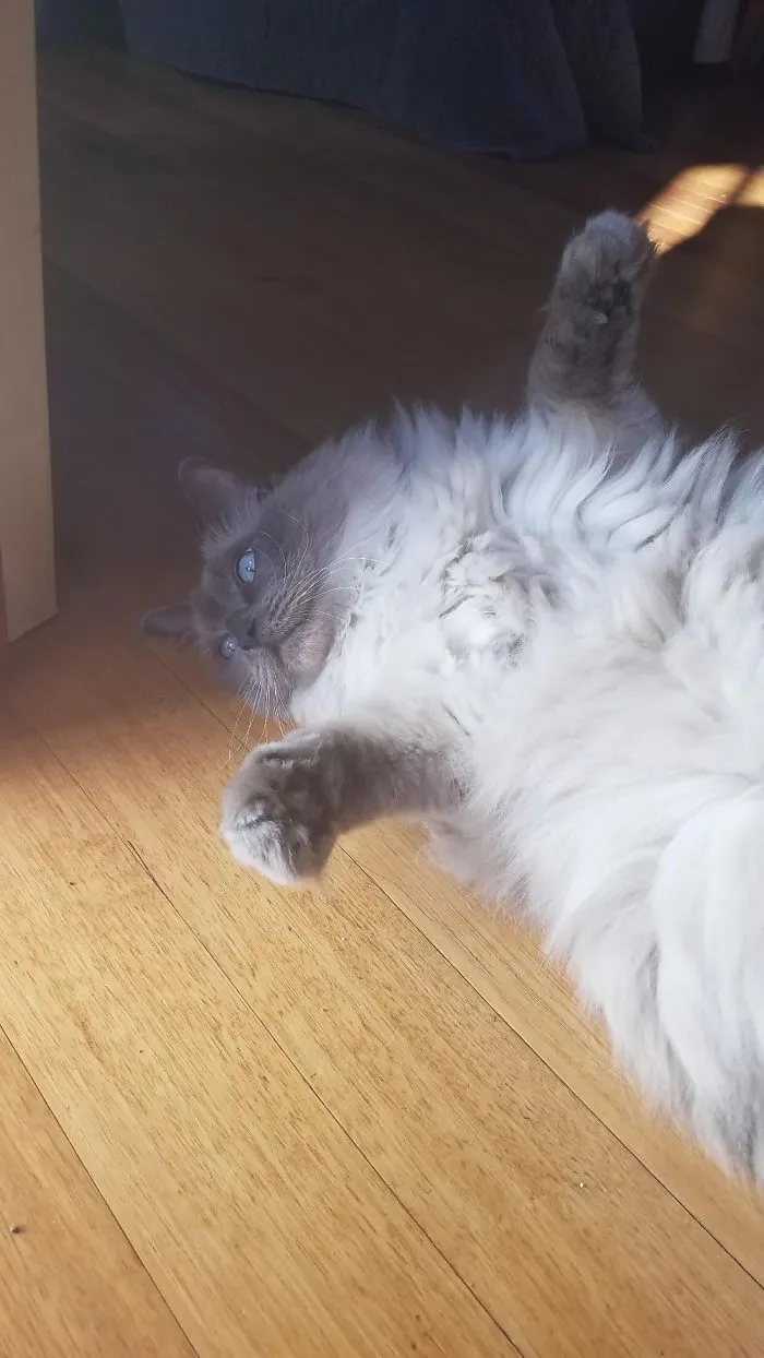 Fluffy Mess