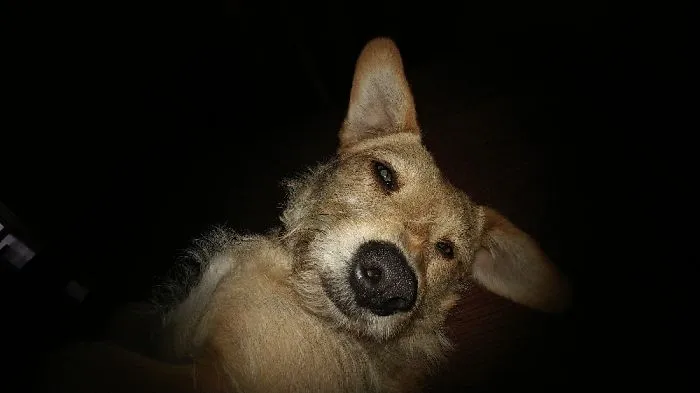 Bailey Looking Silly!