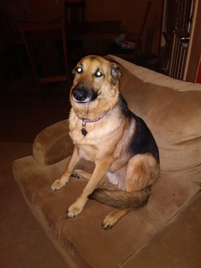 My Dog Just Farted..and Im Laughing.  She Doesn't Get It.