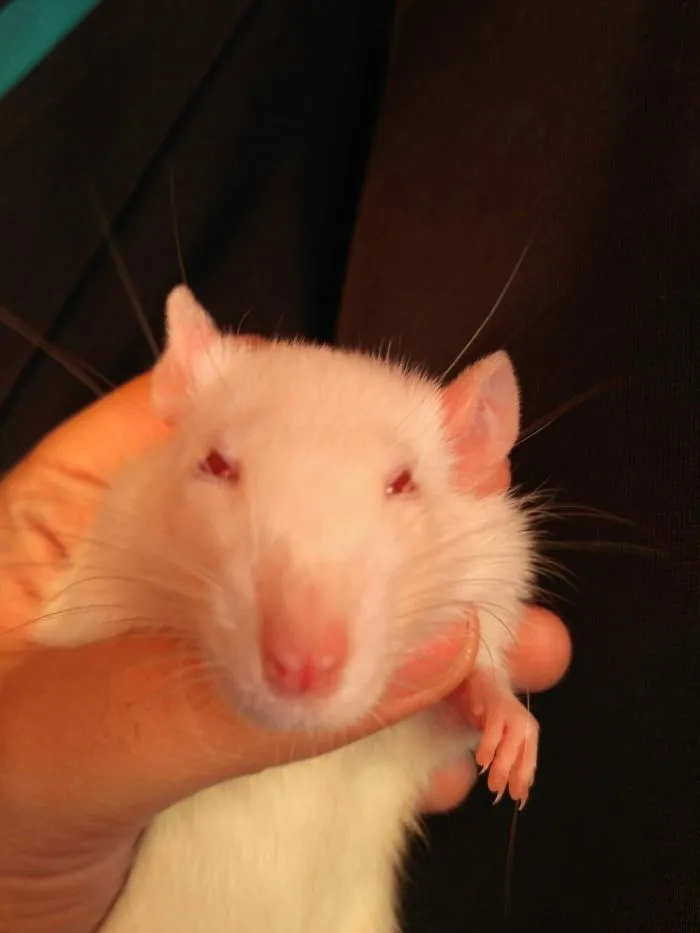 Ladies And Gentleman  An Alien Rat !!