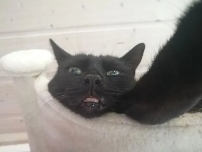 Bleb