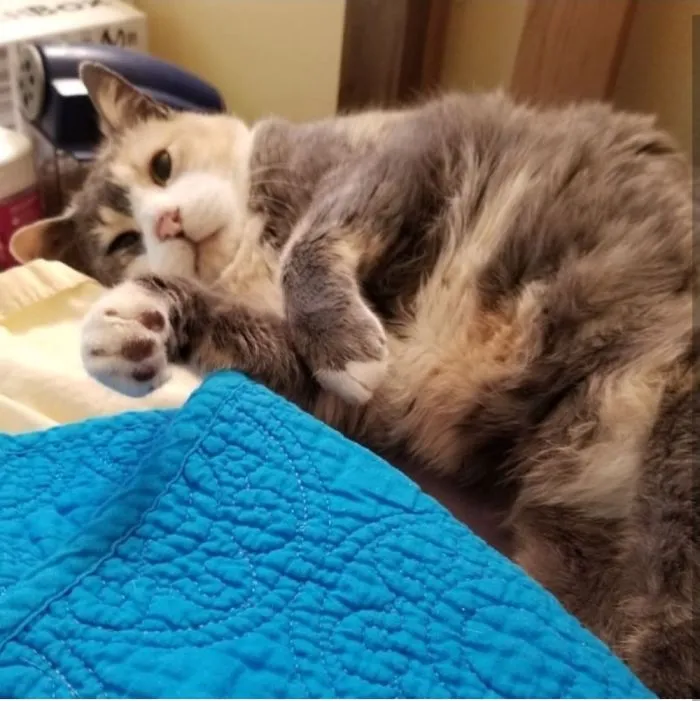 Beans. Just Beans.