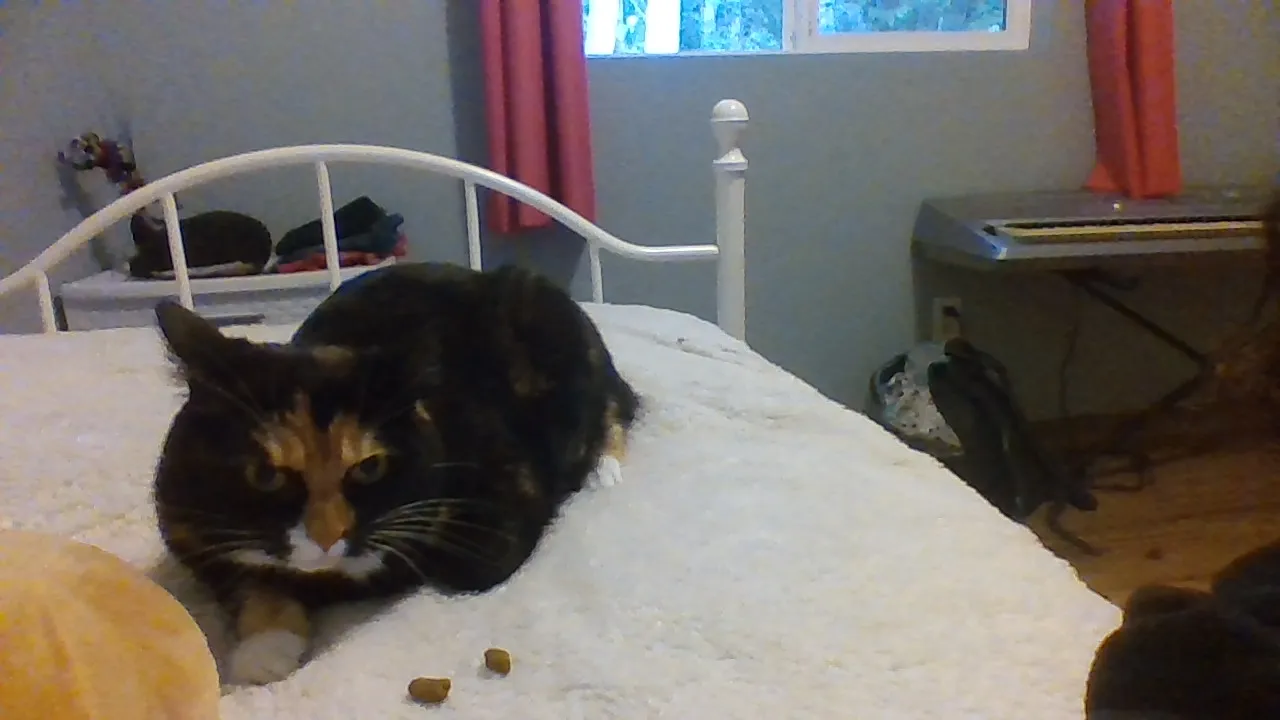 Cute Pictures Of Cali (My Cat)