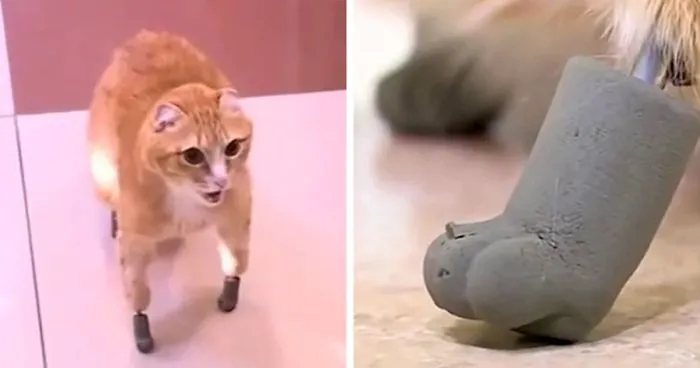 After This Cat Lost Its Limbs To Frostbite, People Set Him Up With 4 Prosthetic Ones