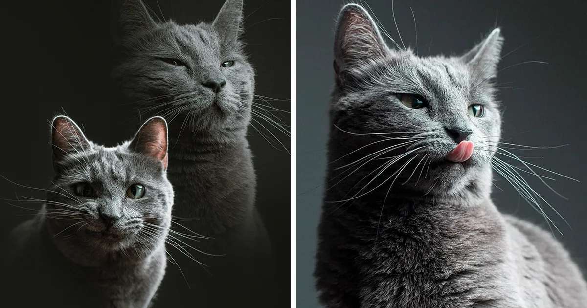 Esto es lo que ocurre cuando un fotógrafo te cuida al gato (10 imágenes)