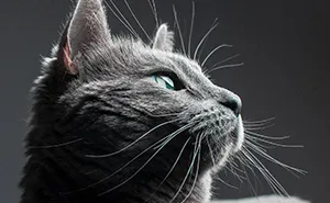 This Is What Happens When A Photographer Babysits Your Cat (10 Pics)