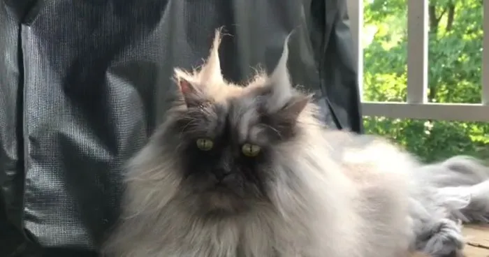 Meet Juno, The Cat With Better Hair Than All Of Us