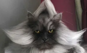 Meet Juno, The Cat With Better Hair Than All Of Us