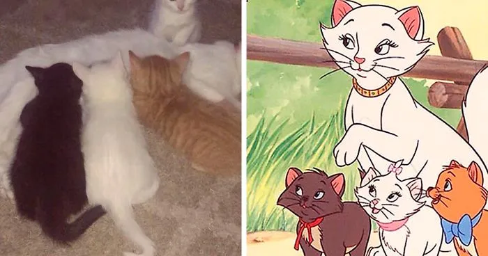 Owners Named Their Cat Duchess And Then She Gave Birth To All Of "The Aristocats" Cast