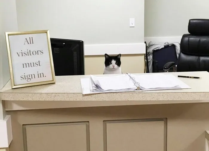 Este gato callejero se coló en un asilo y le dieron trabajo