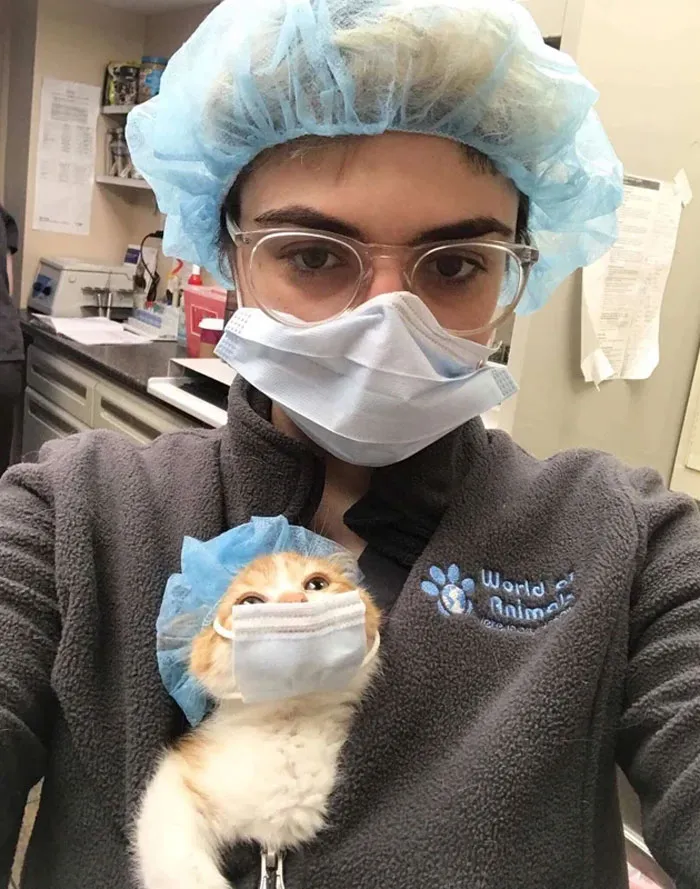 Gato asistente de escáner