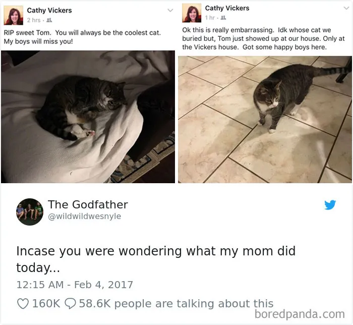 45 Of The Funniest Cat Tweets