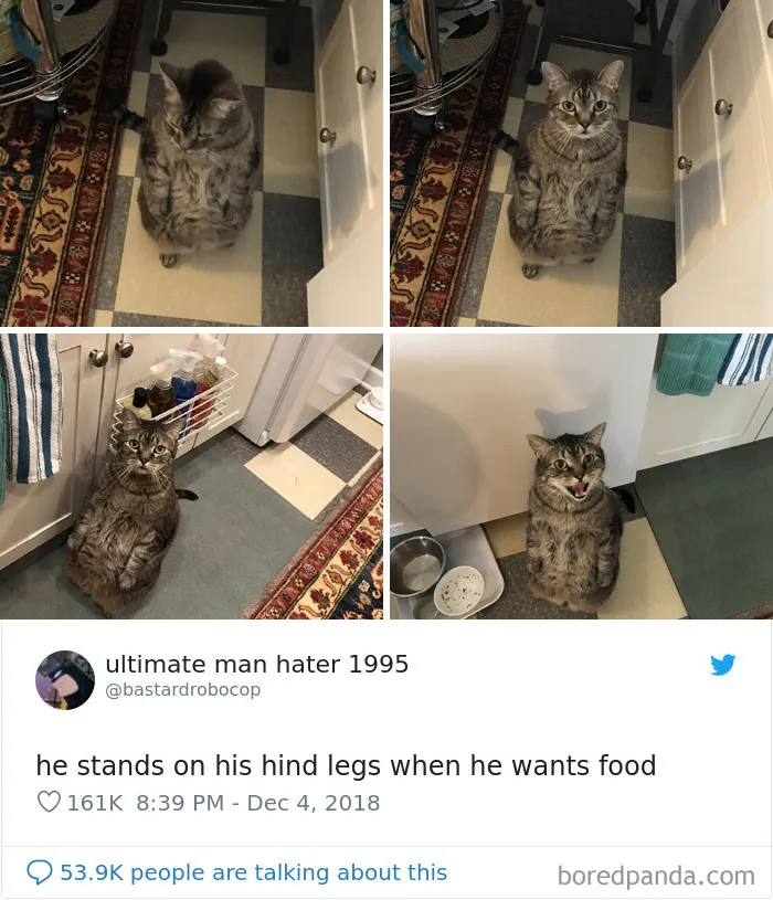 45 Of The Funniest Cat Tweets