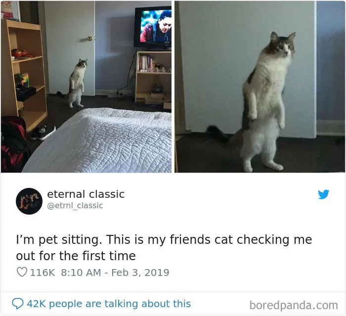 45 Of The Funniest Cat Tweets