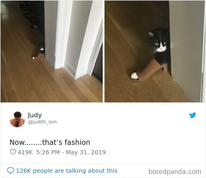 45 Of The Funniest Cat Tweets