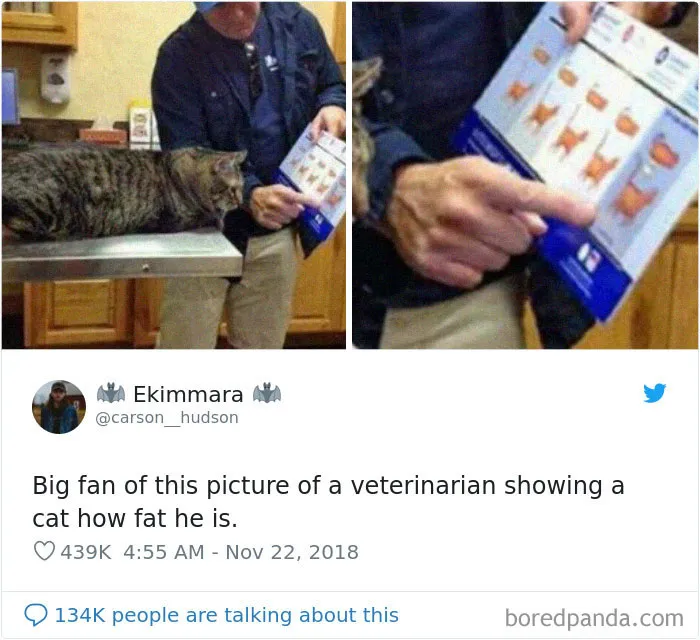 45 Of The Funniest Cat Tweets