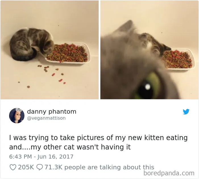 45 Of The Funniest Cat Tweets