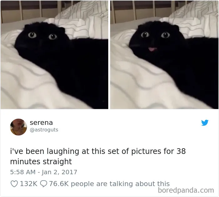 45 Of The Funniest Cat Tweets