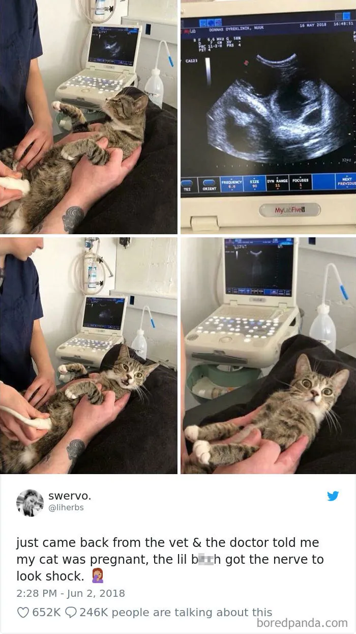 45 Of The Funniest Cat Tweets