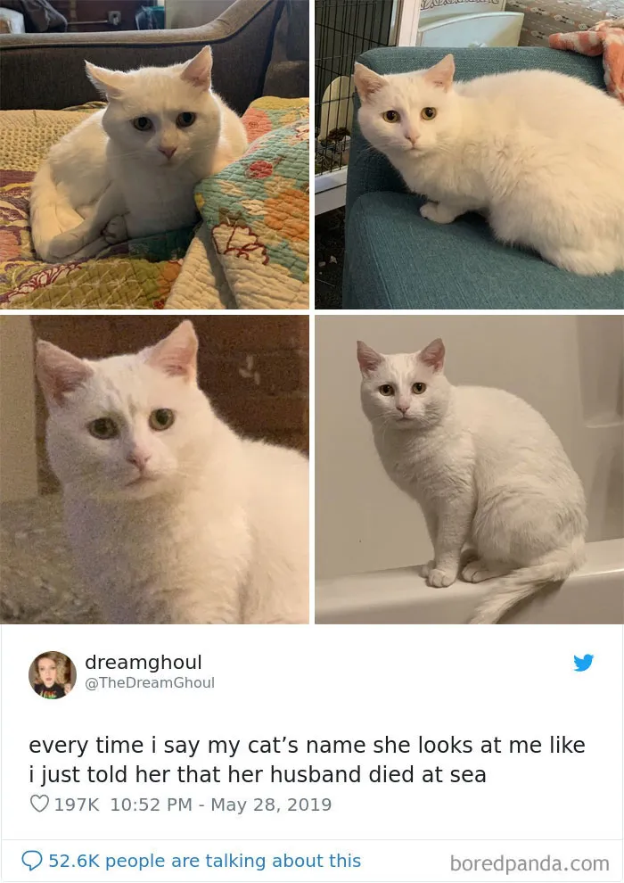 45 Of The Funniest Cat Tweets