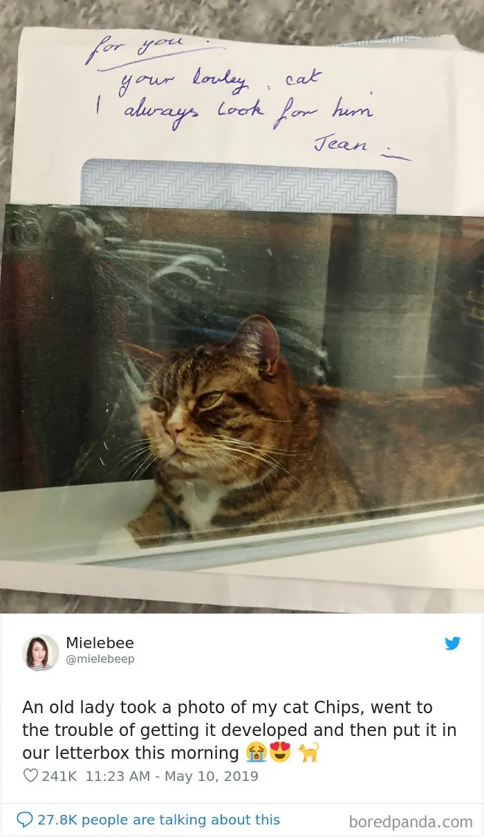 45 Of The Funniest Cat Tweets
