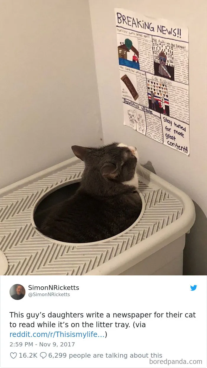 45 Of The Funniest Cat Tweets