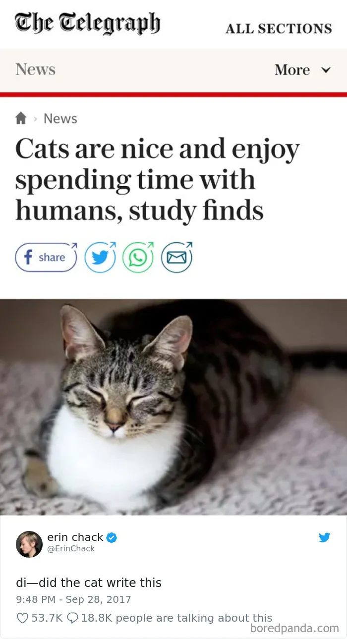 45 Of The Funniest Cat Tweets