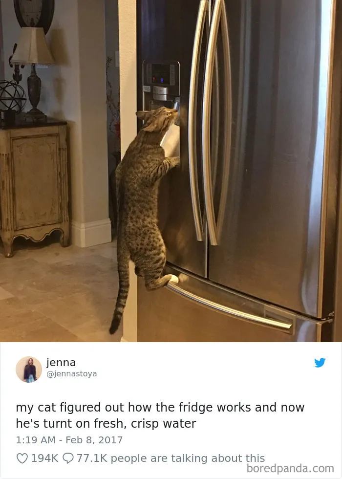 45 Of The Funniest Cat Tweets