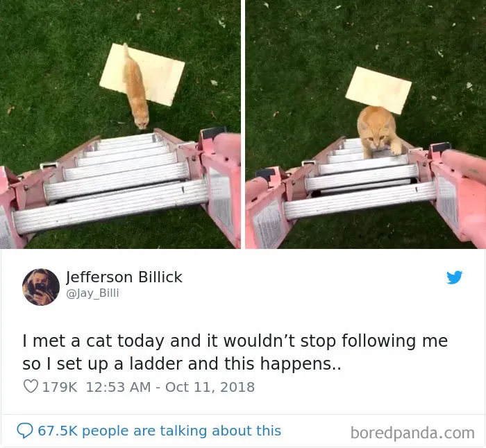 45 Of The Funniest Cat Tweets