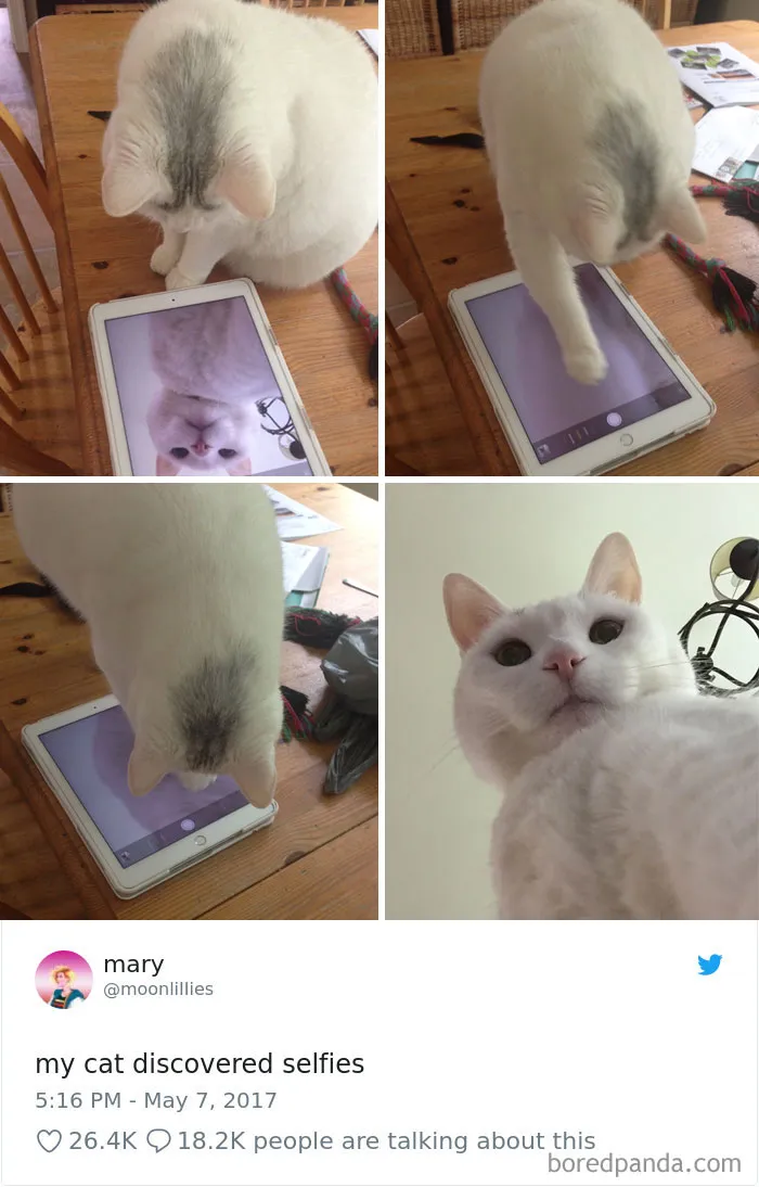 45 Of The Funniest Cat Tweets