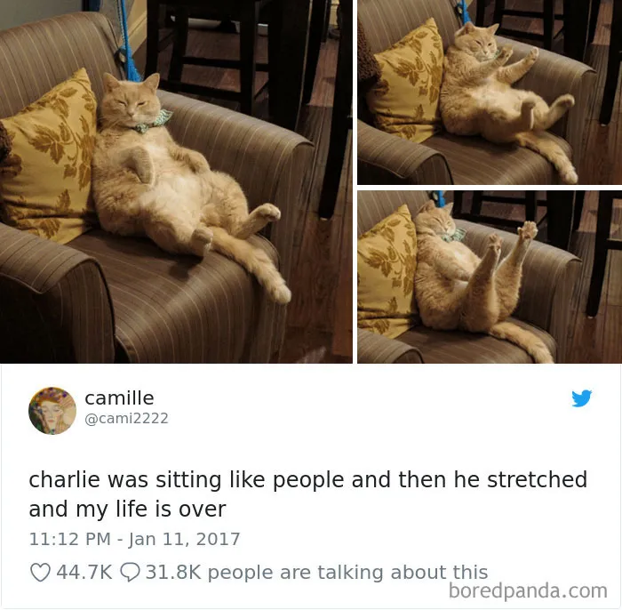 45 Of The Funniest Cat Tweets