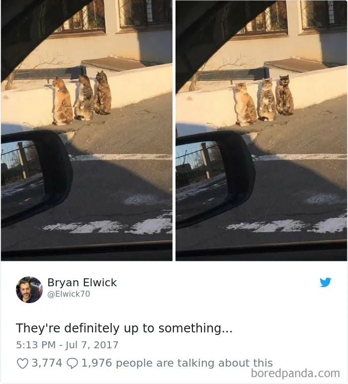 45 Of The Funniest Cat Tweets