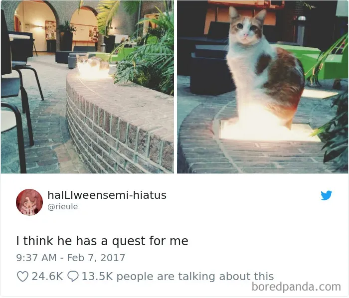 45 Of The Funniest Cat Tweets