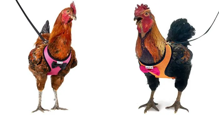 Amazon Is Selling Chicken Harnesses That Help Your Chicken Cross The Road Safely