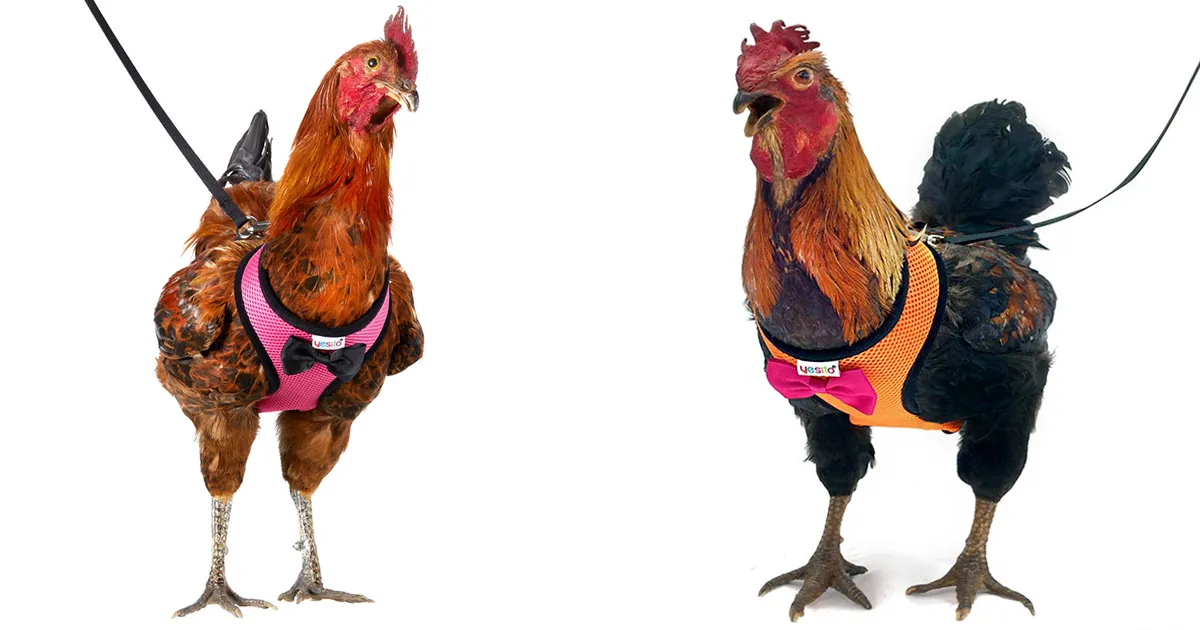 Amazon vende arneses para pollos que ayudarán a tu gallina a cruzar la carretera sin problemas