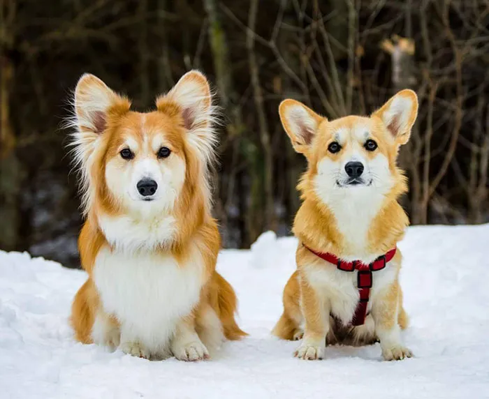 Corgi peludo VS corgi normal