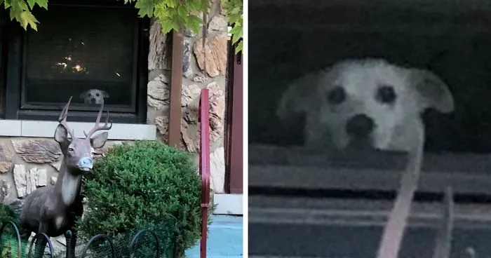 "He Waited There Every Day For 11 Years. I Knew One Day I’ll Come Home And He Won’t Be There"