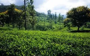I Capture Breathtaking Tea Estates Of Sri Lanka