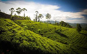 I Capture Breathtaking Tea Estates Of Sri Lanka