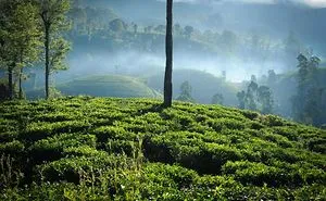 I Capture Breathtaking Tea Estates Of Sri Lanka