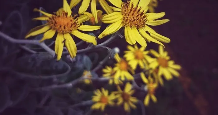 Sharing Beautiful Macro Flowers