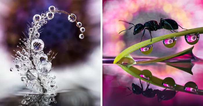 Shooting Water Droplet Refractions For Magical Macro Images