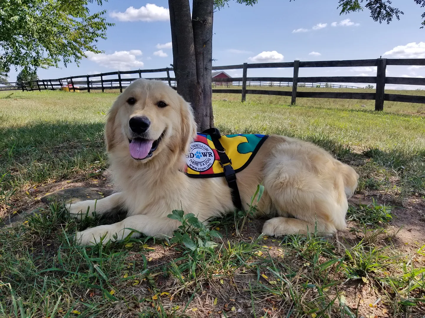 I'm Trying To Raise Money To Provide Service Dogs To Children With Autism