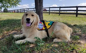 I'm Trying To Raise Money To Provide Service Dogs To Children With Autism