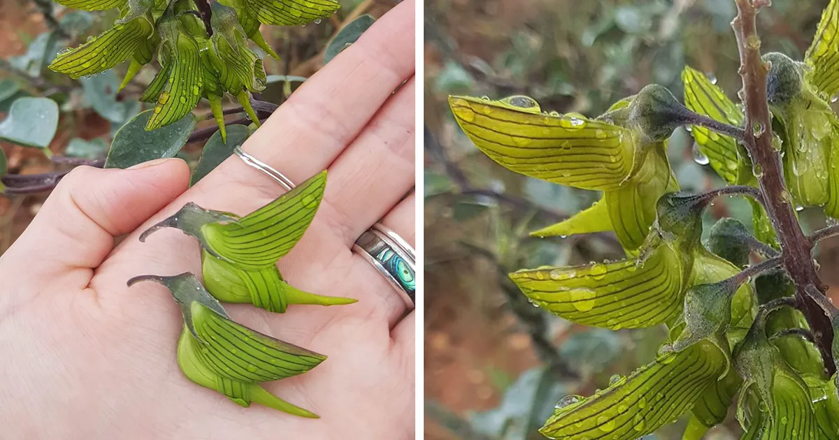 Los pétalos de esta flor parecen colibríes
