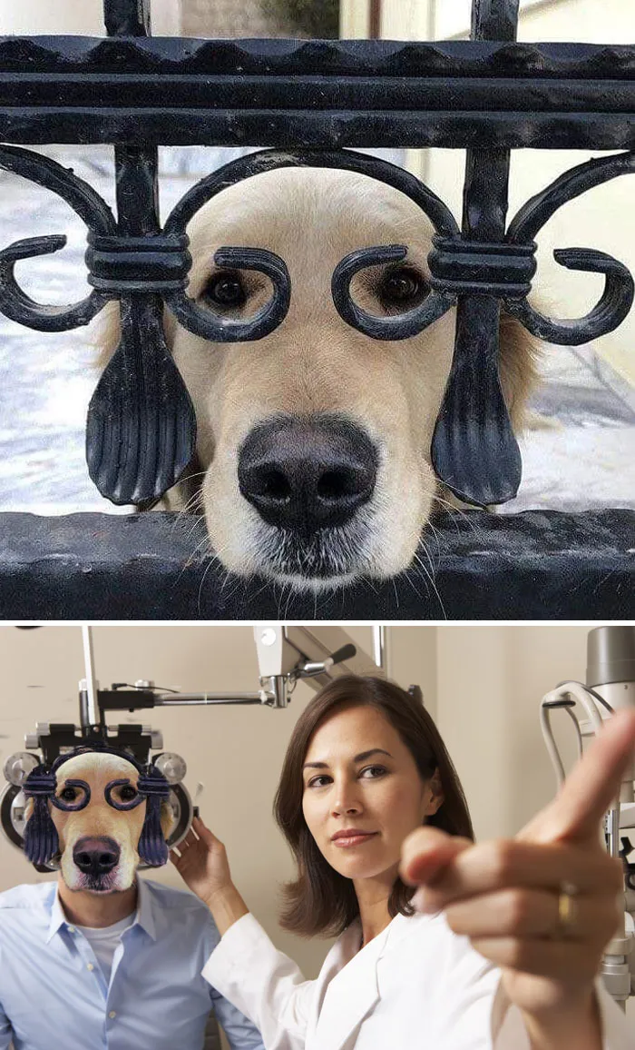 This Cute Retriever's Face Perfectly Centered Behind A Decorative Cast Iron Fence