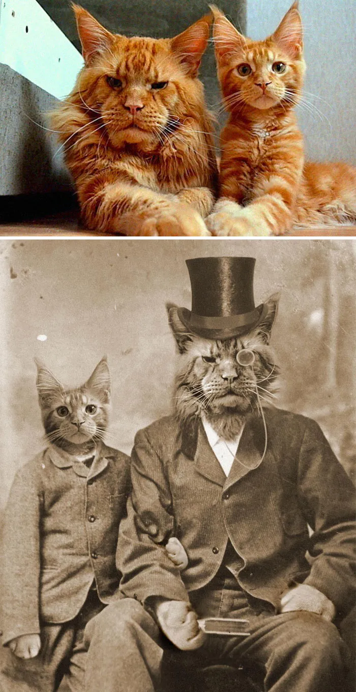 This Dad And Son Cat
