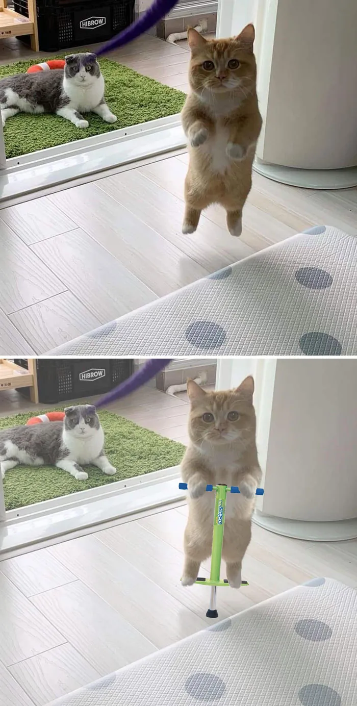 Gato a medio saltito